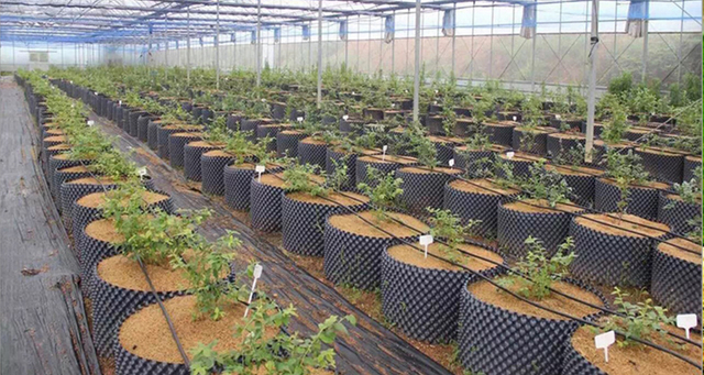 Maceta de poda de aire de PVC/HDPE para vivero 