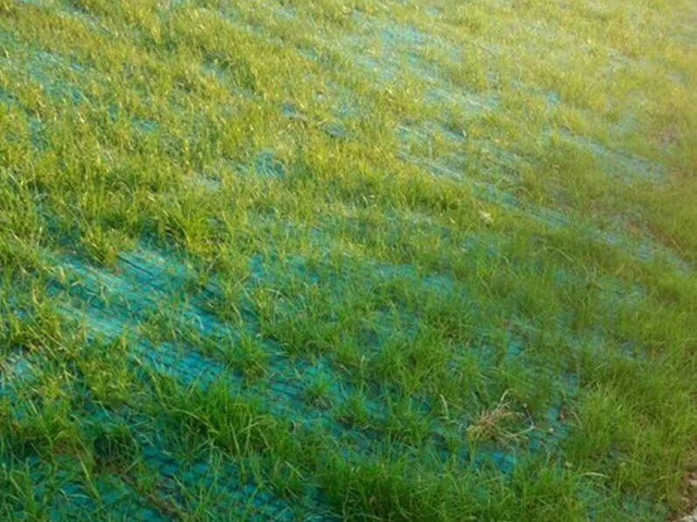 Manta/estera del control de erosión de fibra de coco reforzadas con tela no tejida y Geomalla